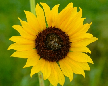 Nature outdoor plant field Photo