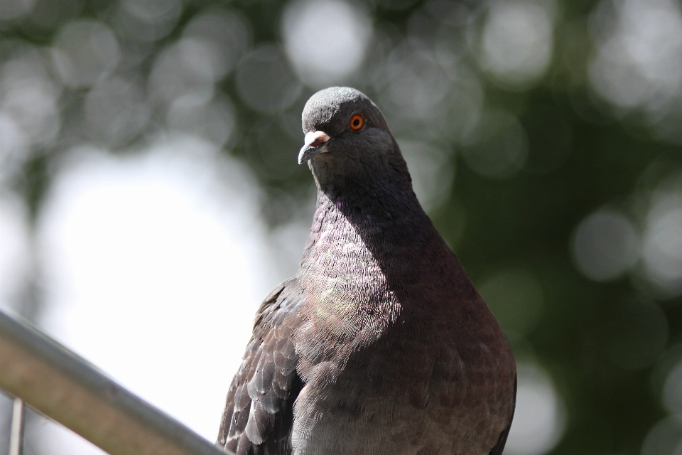 Bird wildlife beak fauna