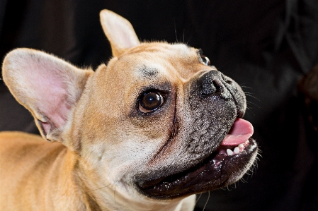 Foto Dolce cane animale carino