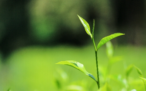 Nature forest grass branch Photo