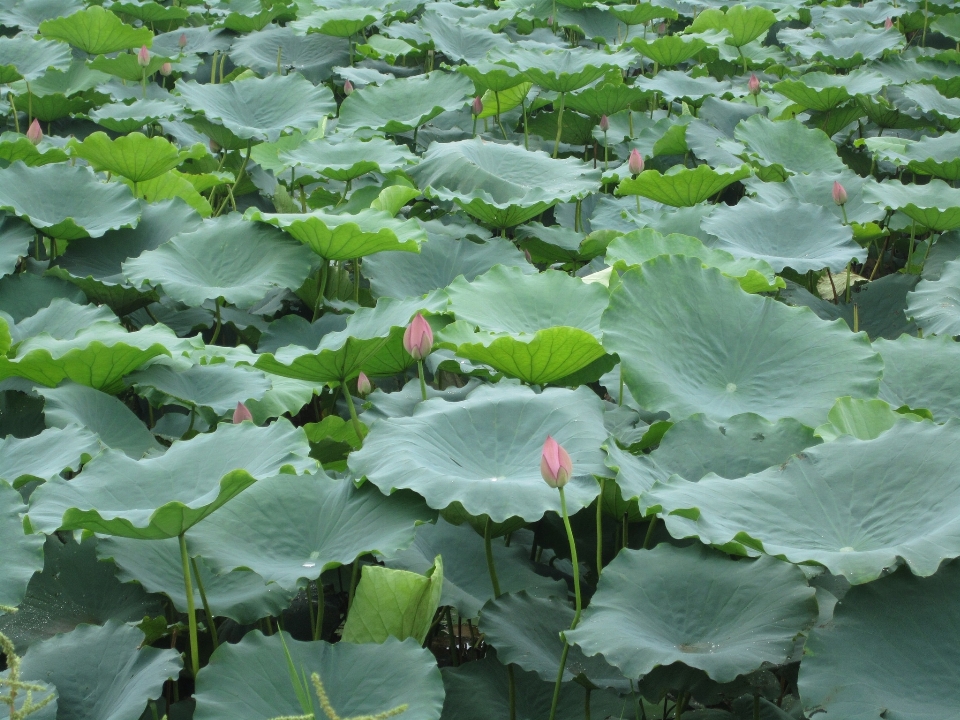 Plant leaf flower pond