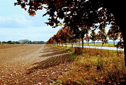 Foto Paesaggio albero natura erba