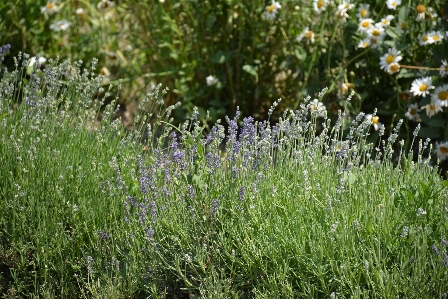 Grass plant field farm Photo