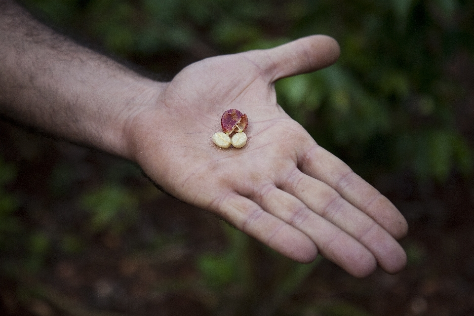 Mano naturaleza césped hoja