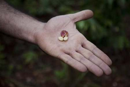 Hand nature grass leaf Photo