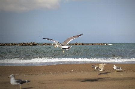 Beach landscape sea coast Photo