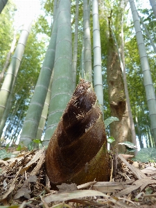 Foto Albero uccello pianta fiore