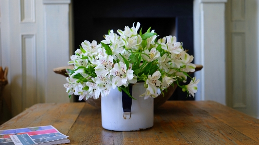 Table blossom book plant Photo