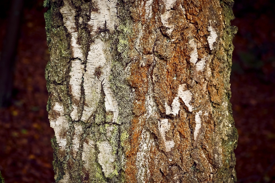 Baum natur wald zweig