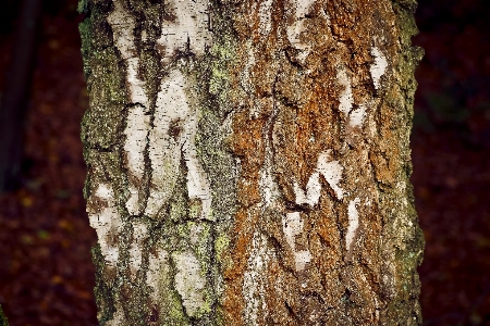 Tree nature forest branch Photo