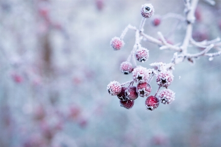 ブランチ 花 冬 植物 写真