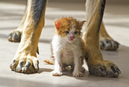 濡れた 犬 かわいい ペット 写真