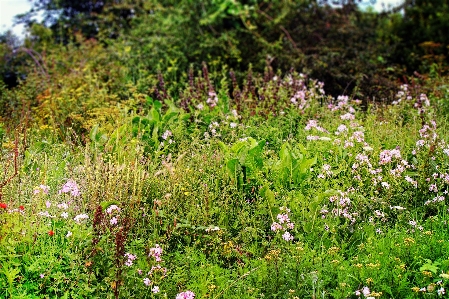 Landscape nature forest grass Photo