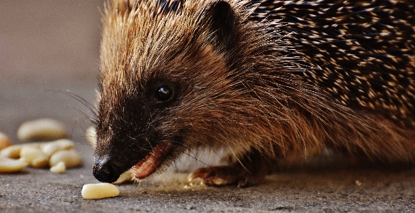 Nature prickly mouse animal Photo