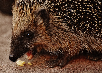 Nature prickly animal cute Photo