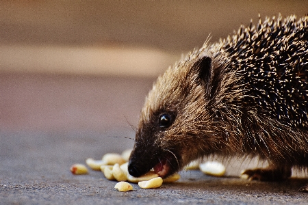 Nature prickly mouse animal Photo