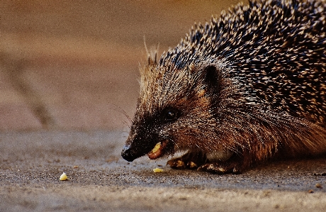 Nature prickly animal cute Photo