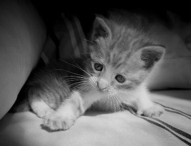 Black and white chair cute Photo