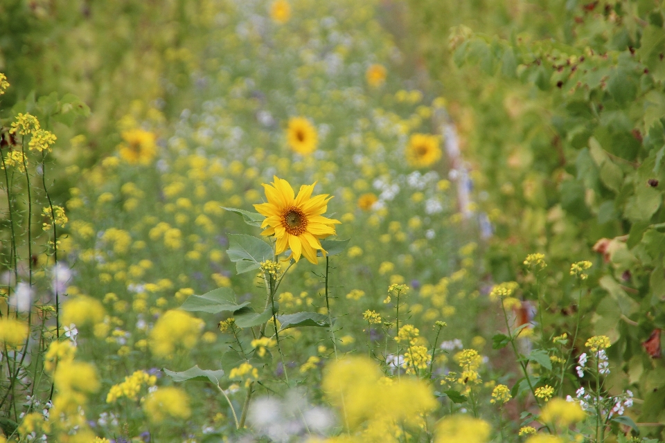 Nature usine vignobles champ