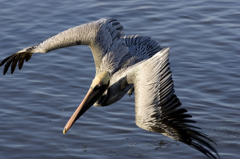 Morze natura ocean ptak