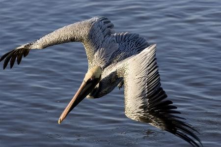 Sea nature ocean bird Photo