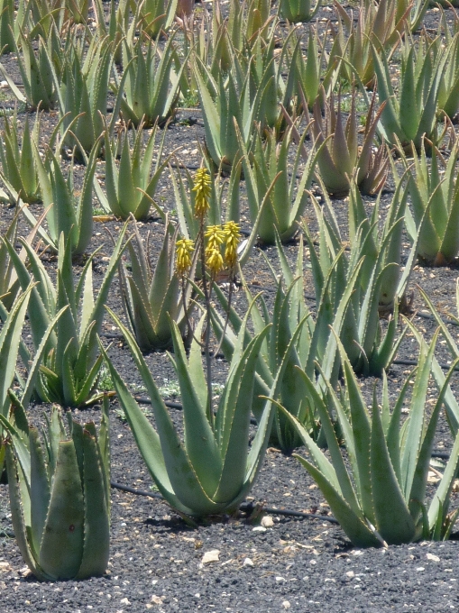 Nature usine fleur vert