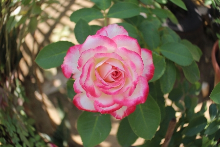 Blossom plant white flower Photo