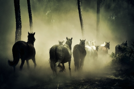 Nature mist horse darkness Photo