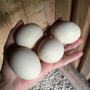 Hand food egg farmhouse Photo