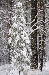 Landscape tree nature forest Photo