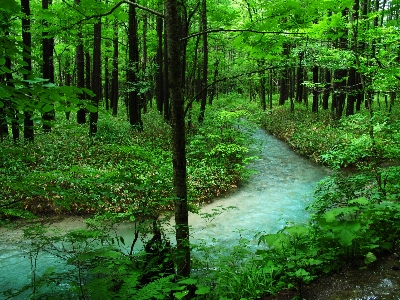 Foto Albero natura foresta torrente
