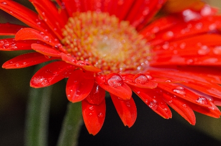 Blossom plant photography flower Photo