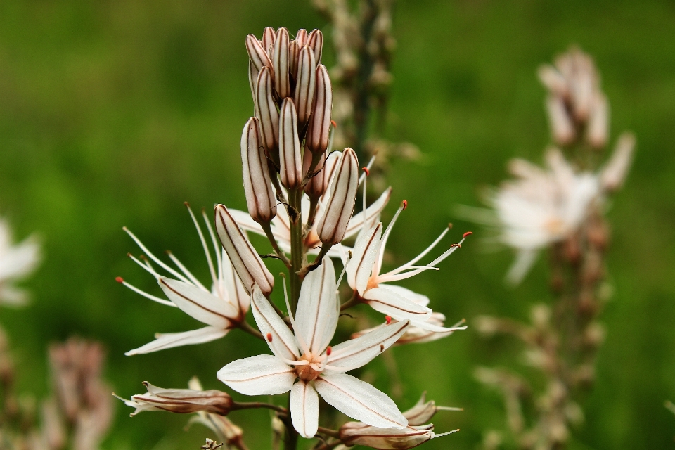 Nature herbe fleurir usine