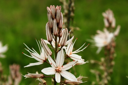 Nature grass blossom plant Photo