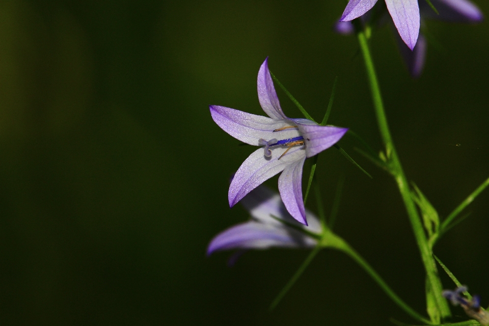 Natur gras blüte anlage