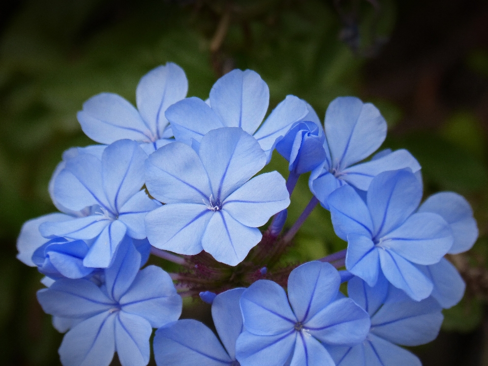 Fleurir usine fleur pétale