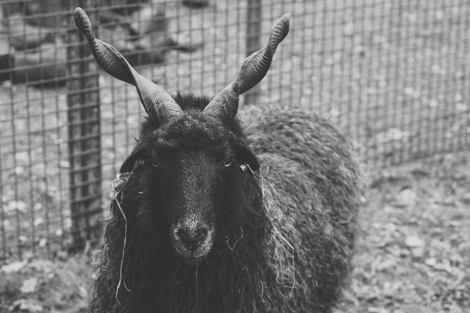 Noir et blanc
 prairie
 animal chèvre