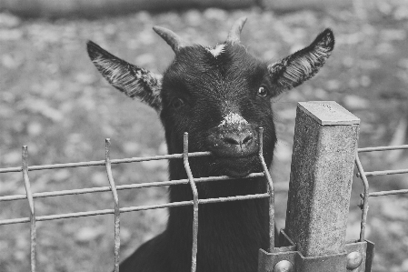 Foto Bianco e nero
 animale capra zoo