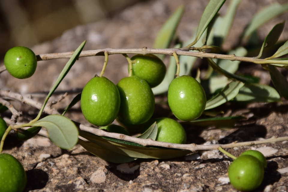 Natur zweig anlage frucht