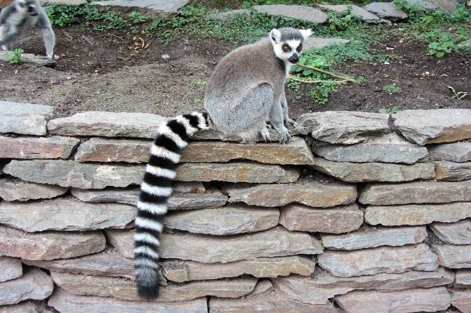 Faune zoo mammifère singe