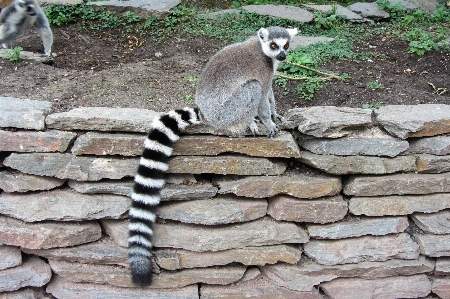 Foto Animais selvagens jardim zoológico mamífero macaco