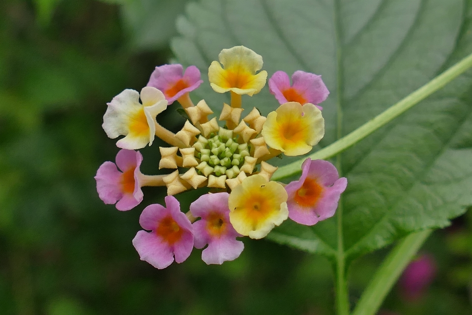 Nature fleurir usine fleur