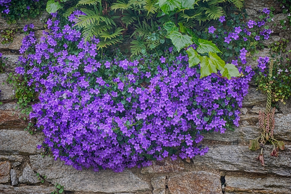 Natur anlage feld blume