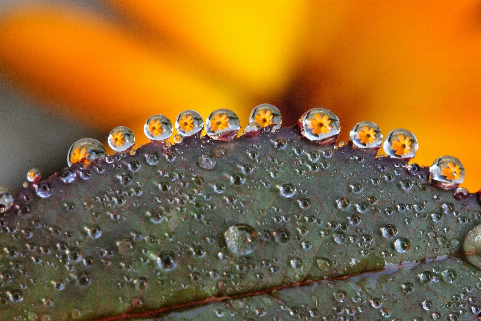 Natura upuszczać zakład fotografia