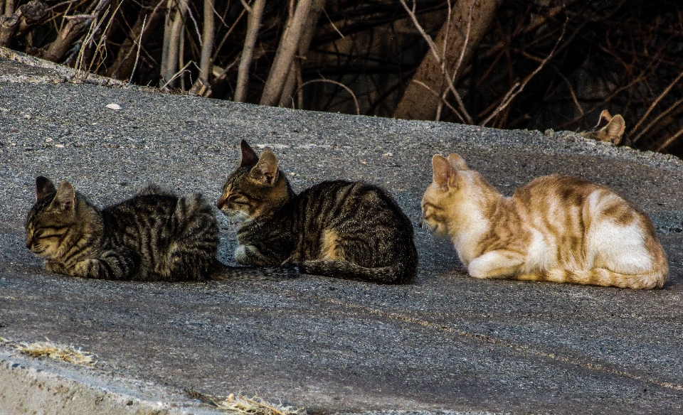 グループ かわいい 子猫 猫