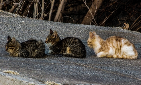 Group cute kitten cat Photo