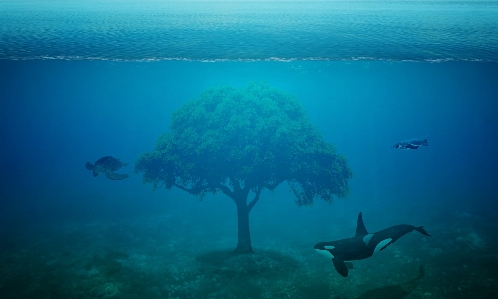 Foto Mare albero acqua oceano