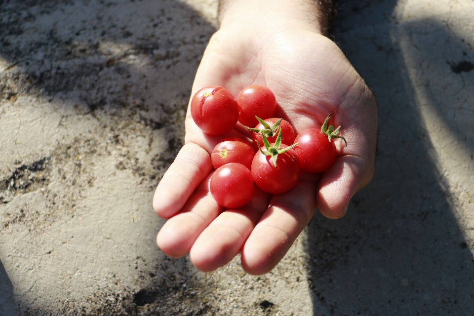 Hand nature plant fruit