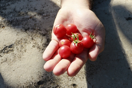 Foto Tangan alam tanaman buah