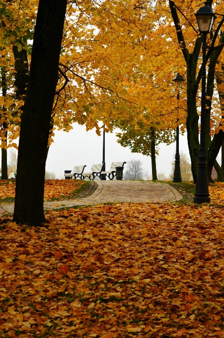 Paesaggio albero natura ramo